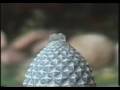 HUMMINGBIRD HUMMINGBIRD
