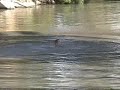BridgeJumping BridgeJumping