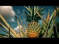 Northport (Malaysia) Bhd - Ministry of Agriculture TVC