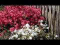 Azalea Garden HD