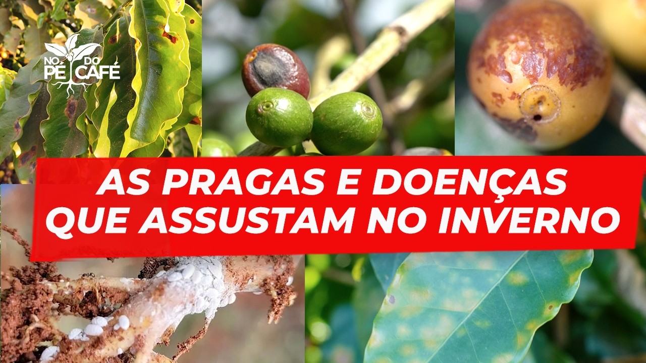 As PRAGAS e DOENÇAS que AMOLAM no INVERNO e TIRAM a PRODUTIVIDADE do ANO que VEM