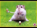 Hamster-sjov med k�lde dyr^^