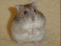 Hamster-sjov med kælde dyr^^