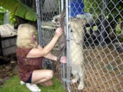 MANED LION