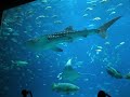 Whale Shark Passes By at Georgia Aquarium Whale Shark Passes By at Georgia Aquarium