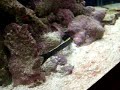 ribbon eel and shark; perfect water