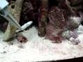 ribbon eel and shark; perfect water