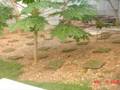 videos de Cabawan Update 2008, Part 016 - Greenscape