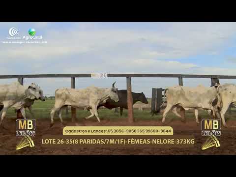 548� LEIL�O VIRTUAL MB LEIL�ES
