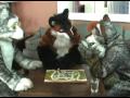 Anthrocon 2008 -- Opening Ceremonies Video