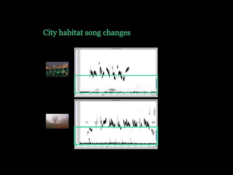 <p>Cultural Evolution – Studying birdsong from Queensland and the Galapagos</p>
 video thumbnail