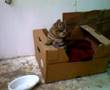Small kitten playing in his box
