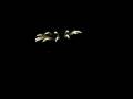 videos de 5inch Display Shell-Cylinder-Silver Dragon Red Flower Rain.AVI