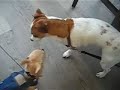 griffin et tak le jack de m�lissa se font des mamours