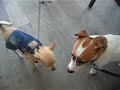 griffin et tak le jack de m�lissa se font des mamours