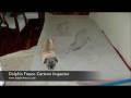 Dolphin Fresco Part 1