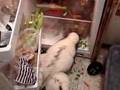 Skunks vs. fridge 2