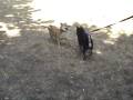 videos de Deshi Wants To Play With Nikko