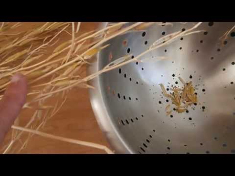 how to harvest rocket seeds
