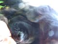 Crash Test Newfies