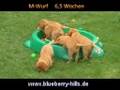videos de M-Wurf 2008 - 6,5 Wochen alt