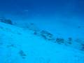 videos de BULL SHARKS