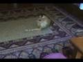 B.J. The Amazing Cat!