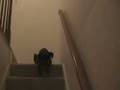 videos de Diesel Playing Catch on Stairs