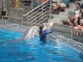 dolphins dolphins