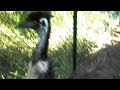 Australia Zoo