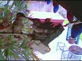 Baby Hummingbirds part II