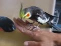 Cockatiel dancing
