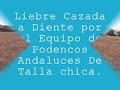 Aguilillas y podencos 2