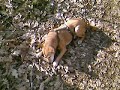 My former dog