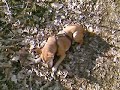 My former dog