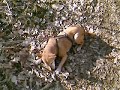 My former dog