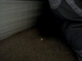 MOV02065.MPG