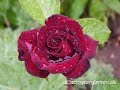 von subway to sally
kleid aus rosen

album: herzblut