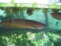 Komo Zoo Tropical Fish Huge Fish Arowana, Pacu