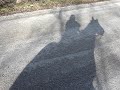Rocky Mountain horse on trail..... Rocky Mountain horse on trail.....