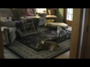 Bengal jumping around