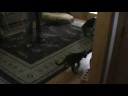 Bengal jumping around