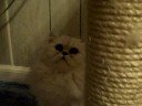 Fairy Dew Silver Persian Cats