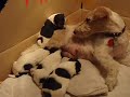 Fox Terrier (wirehaired) 2 week old puppies.Dog puppies. Pedigree.
