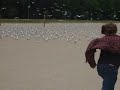 damn birds