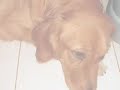 golden retriever   sashas puppy birth
