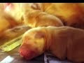 golden retriever   sashas puppy birth