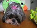 Rikku (Shih Tzu) wearing halloween clothes