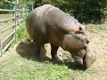 Hippopotames Hippopotames