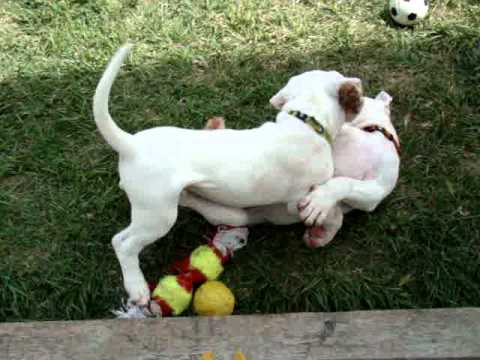 dogue argentin